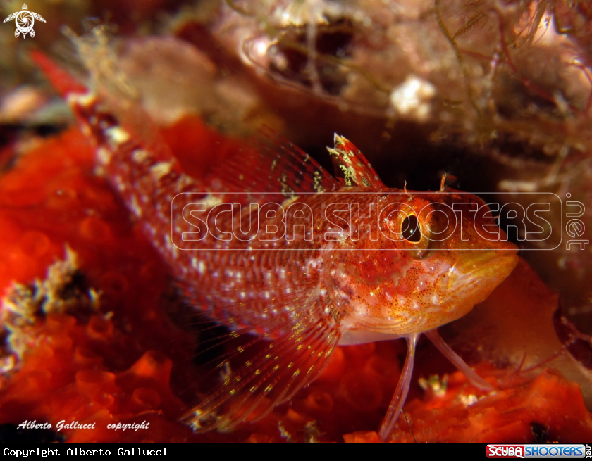 A underwater creature