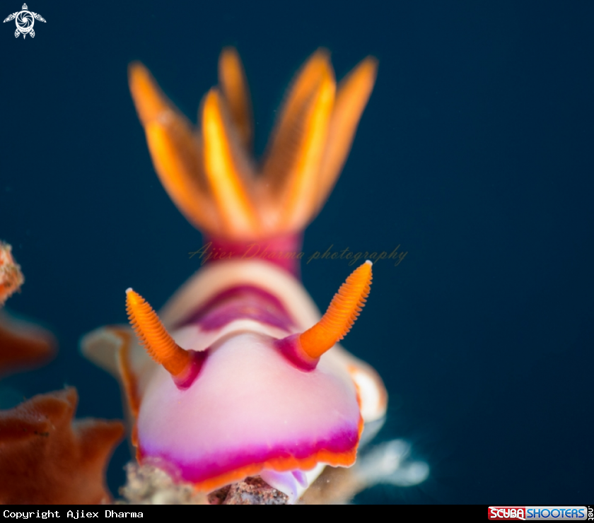 A hypselodoris bullocki 