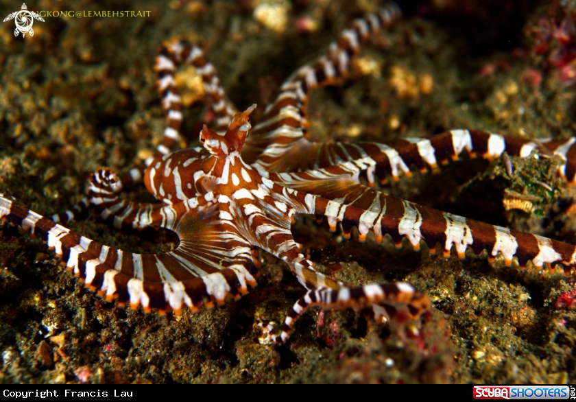 A Wonderpus Octopus