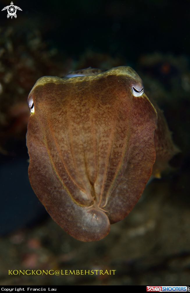 A Octopus