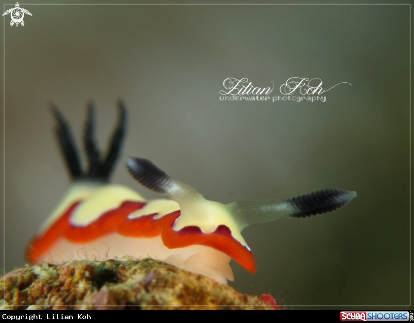 A Nudibranch