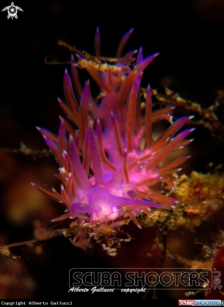 A underwater creature