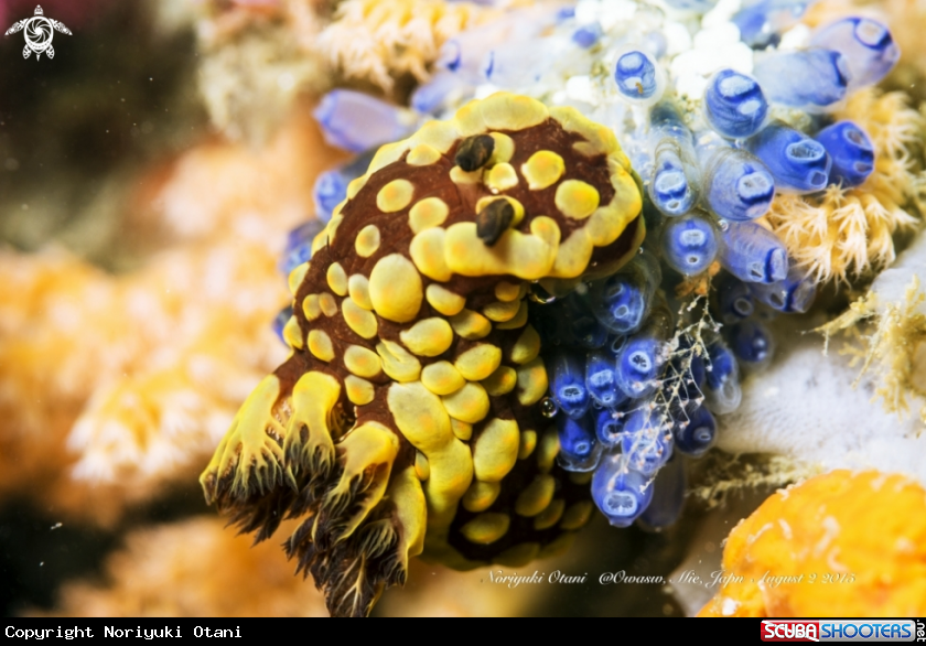 A nudibranch