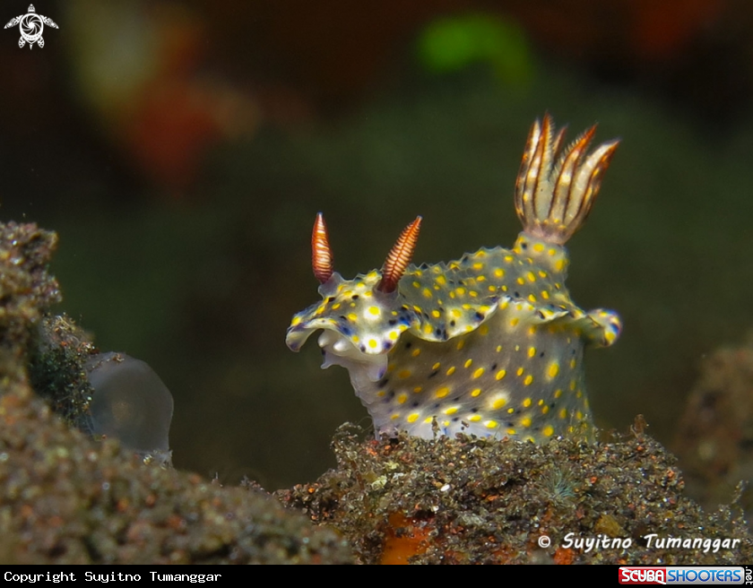 A Nudibranch