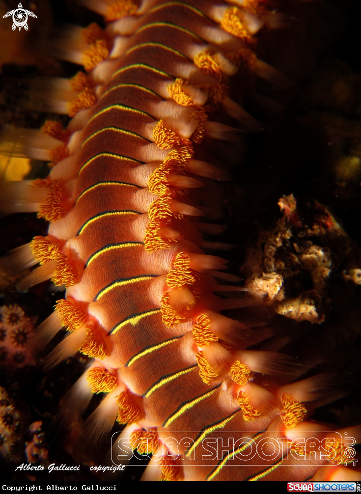A underwater creature