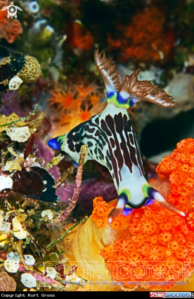 A Nembrotha
