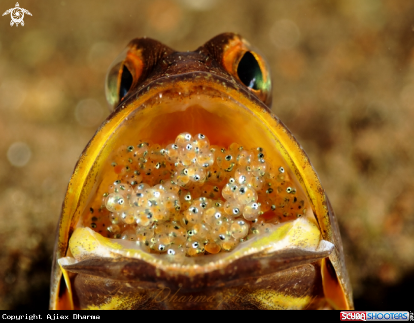 A jaw fish 