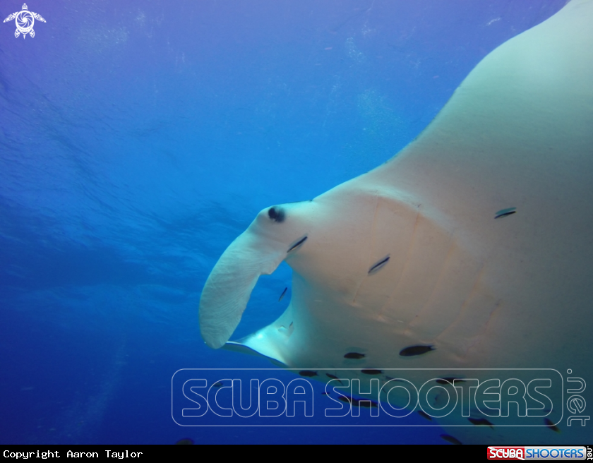 A Reef mantas