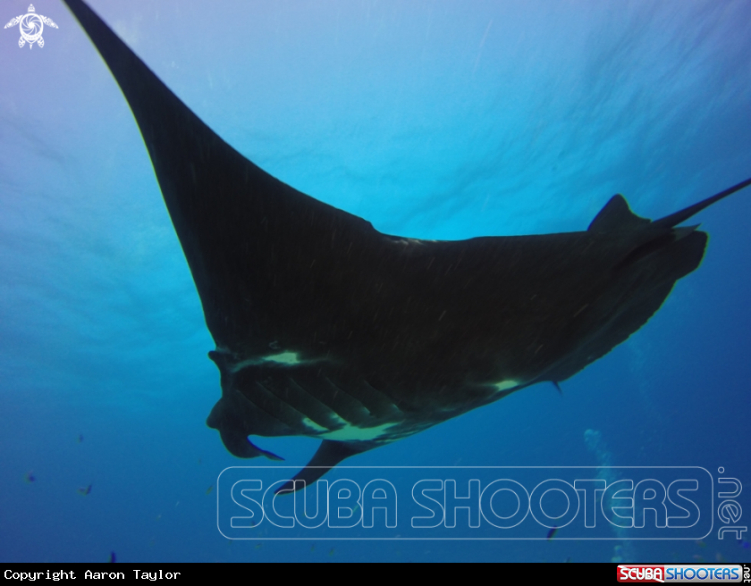 A Reef mantas