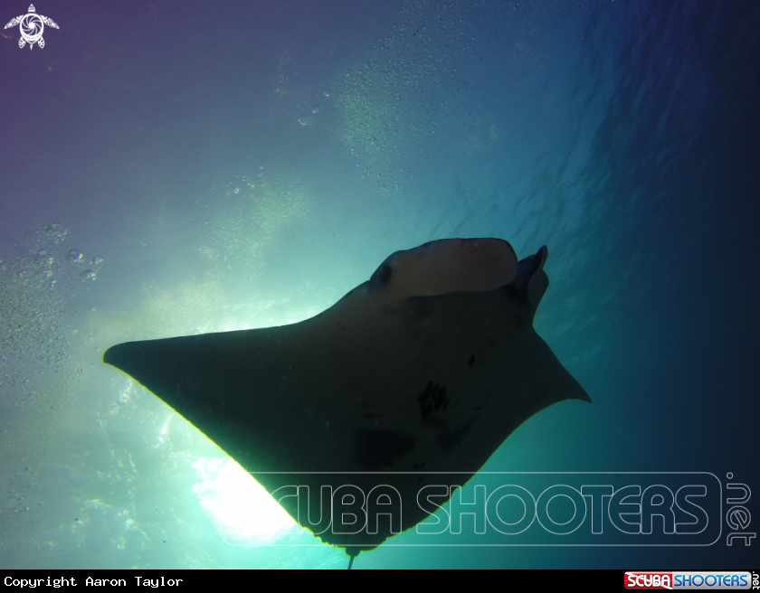 A Reef mantas