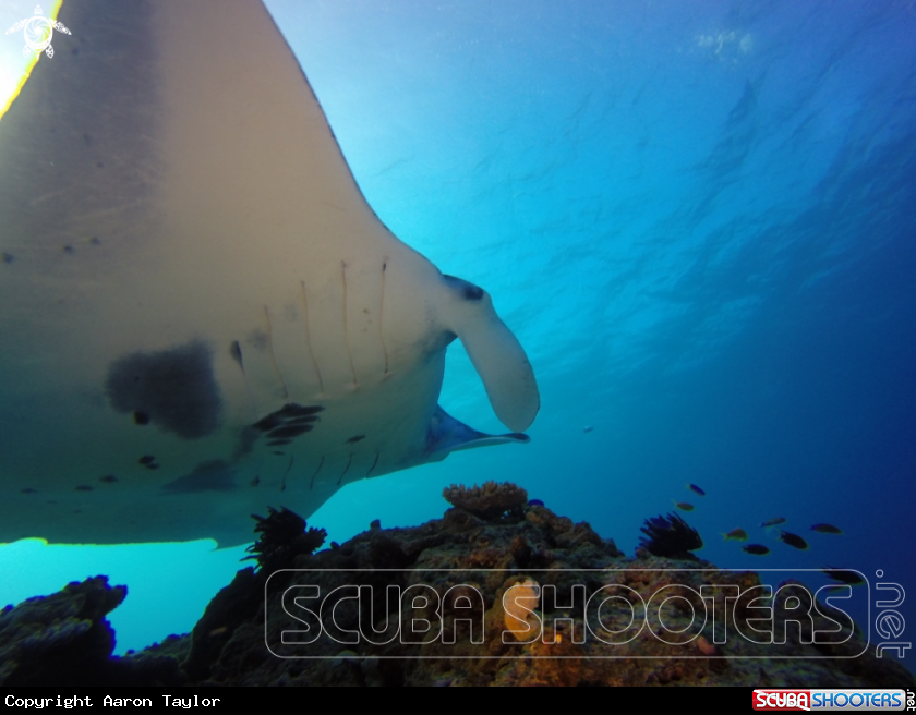 A Reef mantas