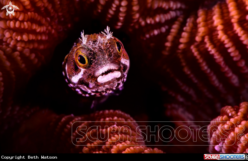 A  Spinyhead blenny