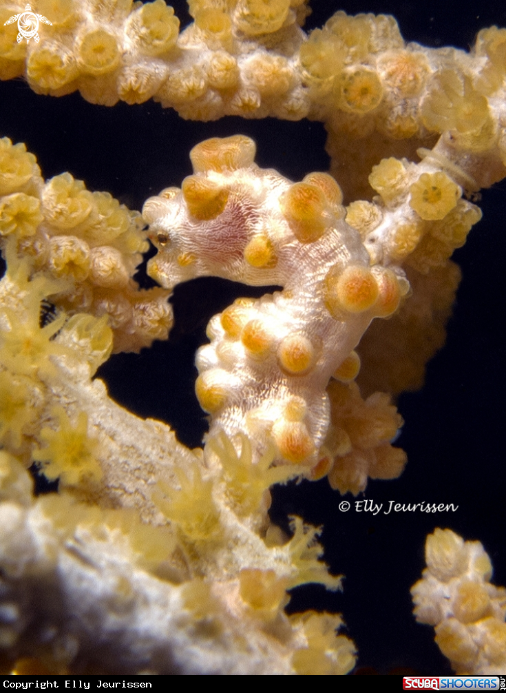 A Pygmy Seahorse