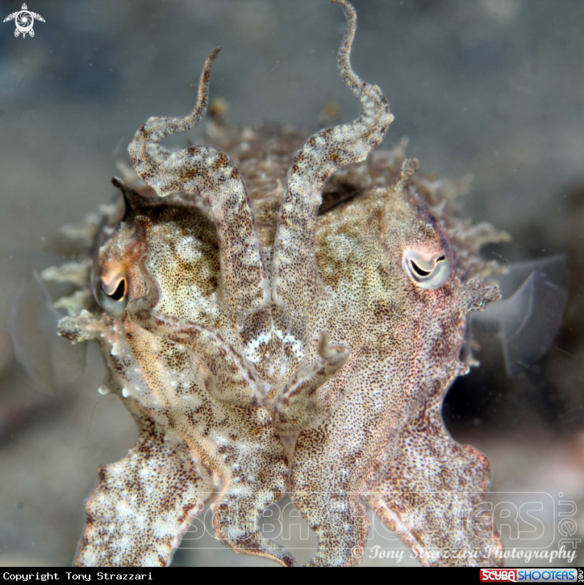 A Mourning Cuttle