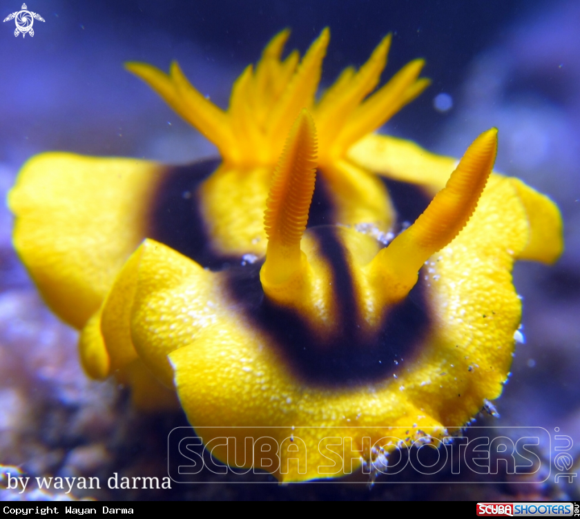A Chromodoris joshi 
