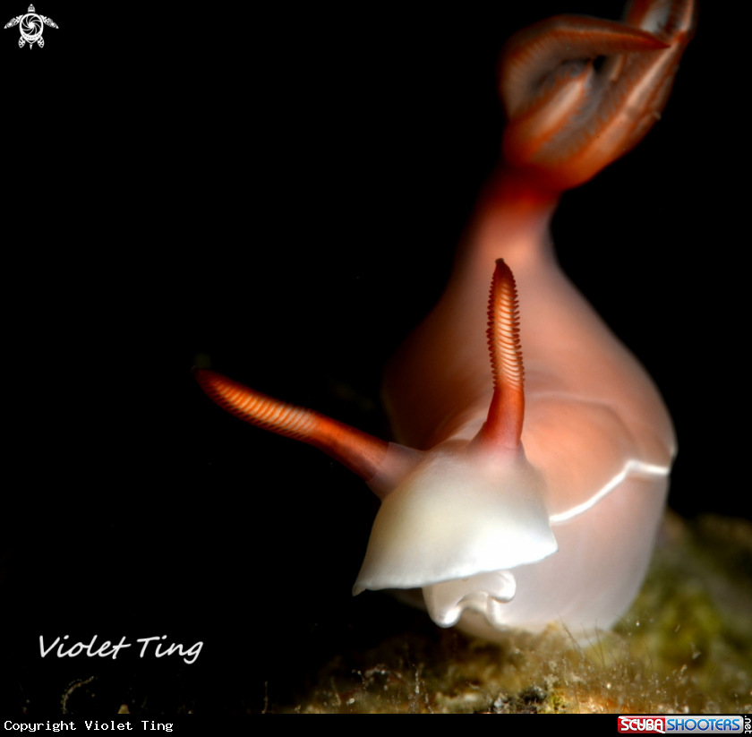 A Nudibranch