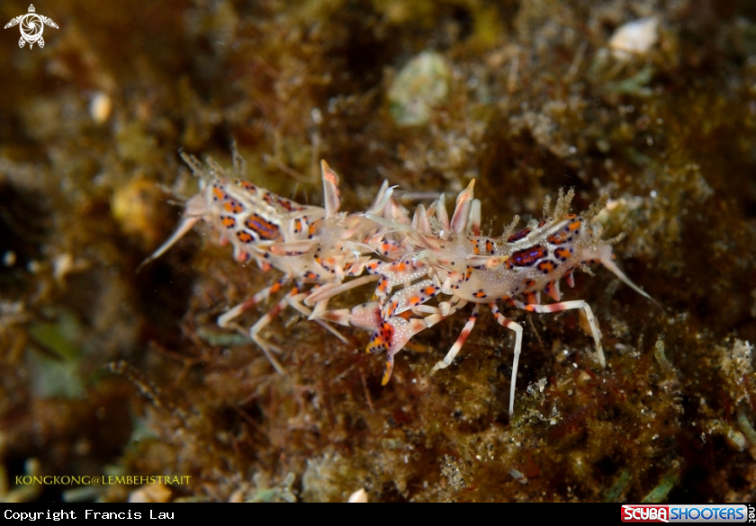 A Tiger Shrimps