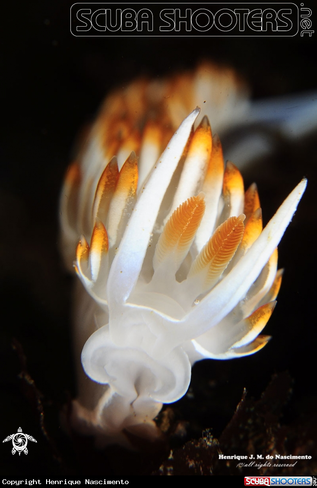 A Nudibranch