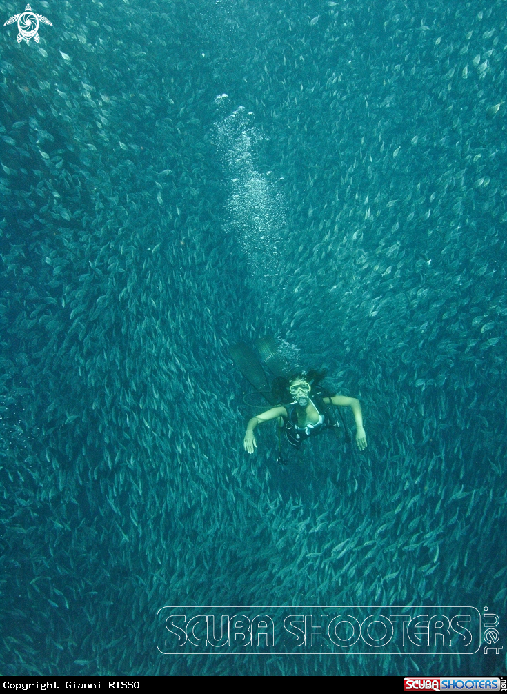 A Orata