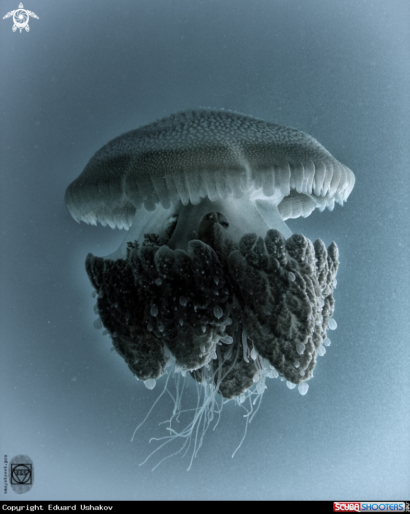 A Jellyfish