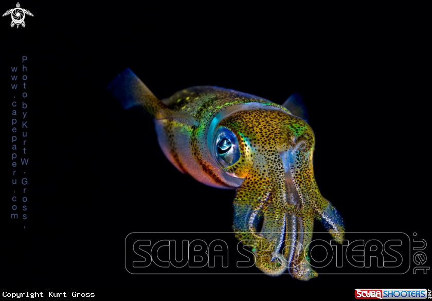 A Squid