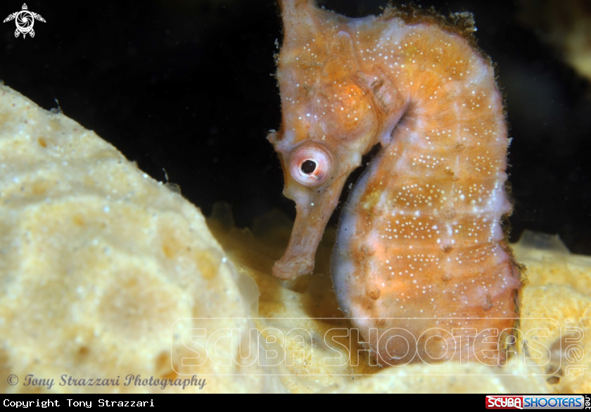 A White's seahorse