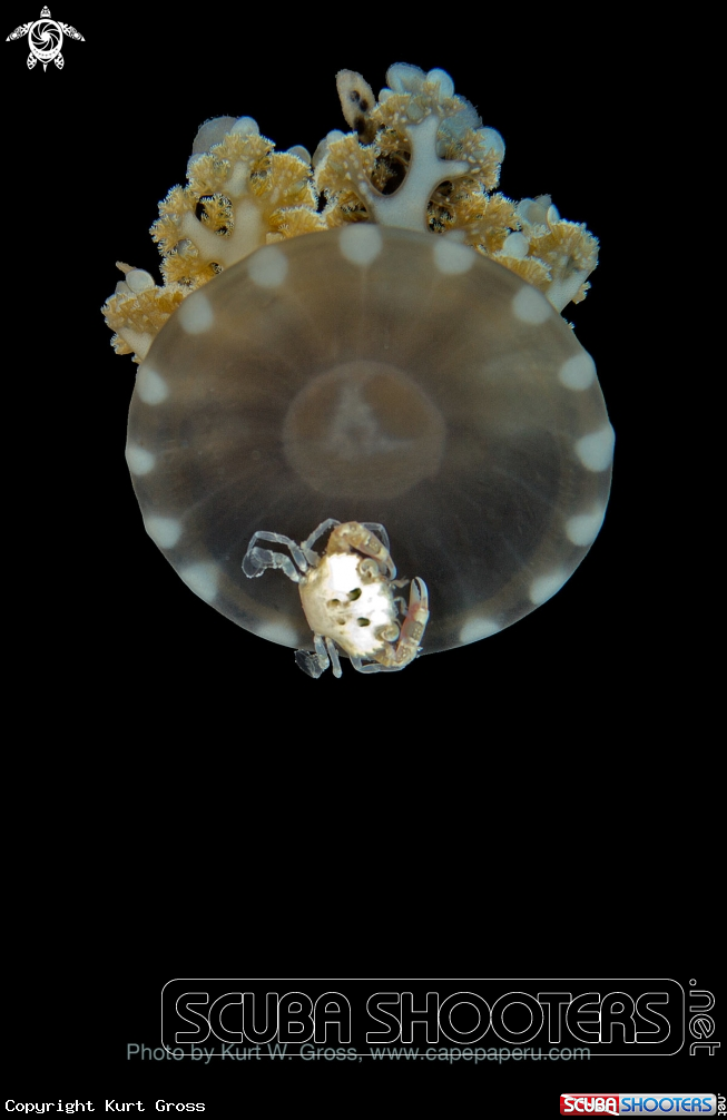 A Jellyfish
