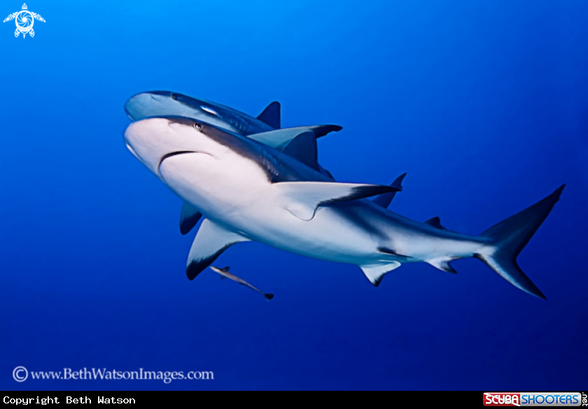 A Caribbean Reef Shark