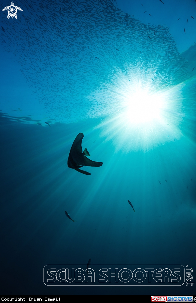 A Pinnate bat fish