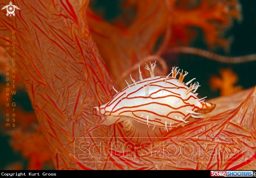 A softcoral cowri