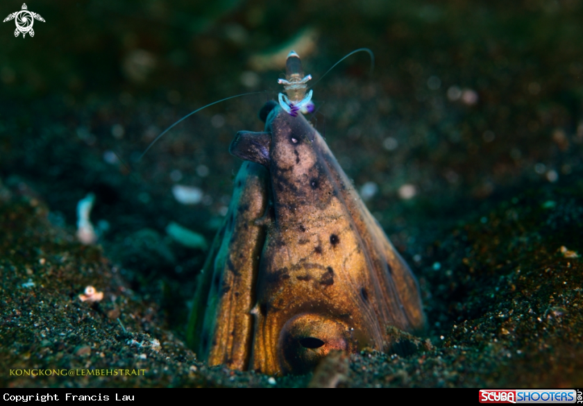 A Snake eel and Shrimp