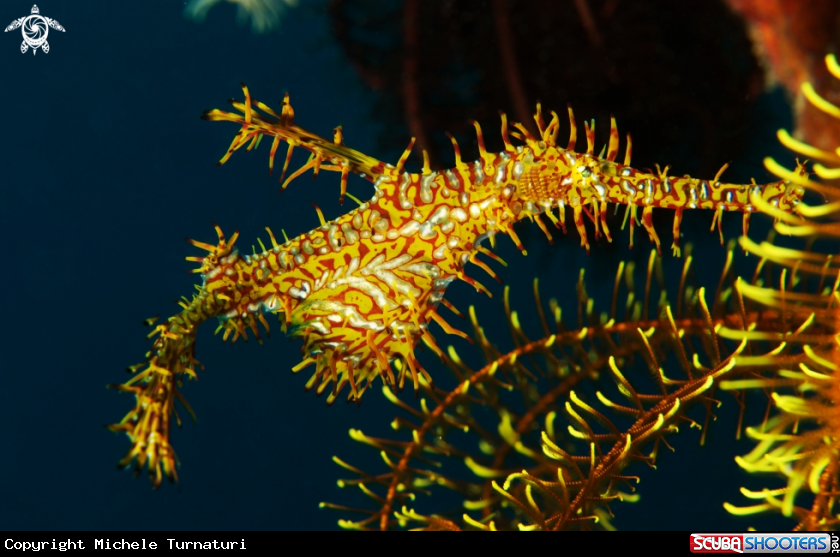 A Ghost pipefish