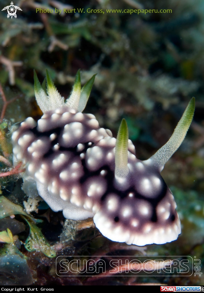 A Neonnudi