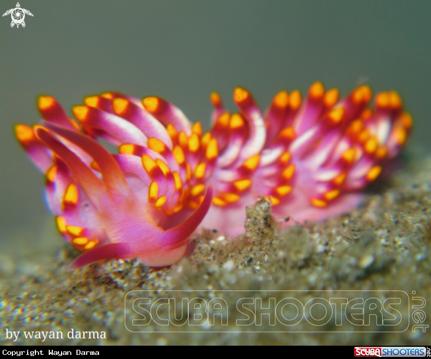 A Trinchesia sibogae 