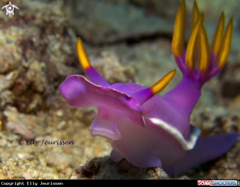 A Nudibranch