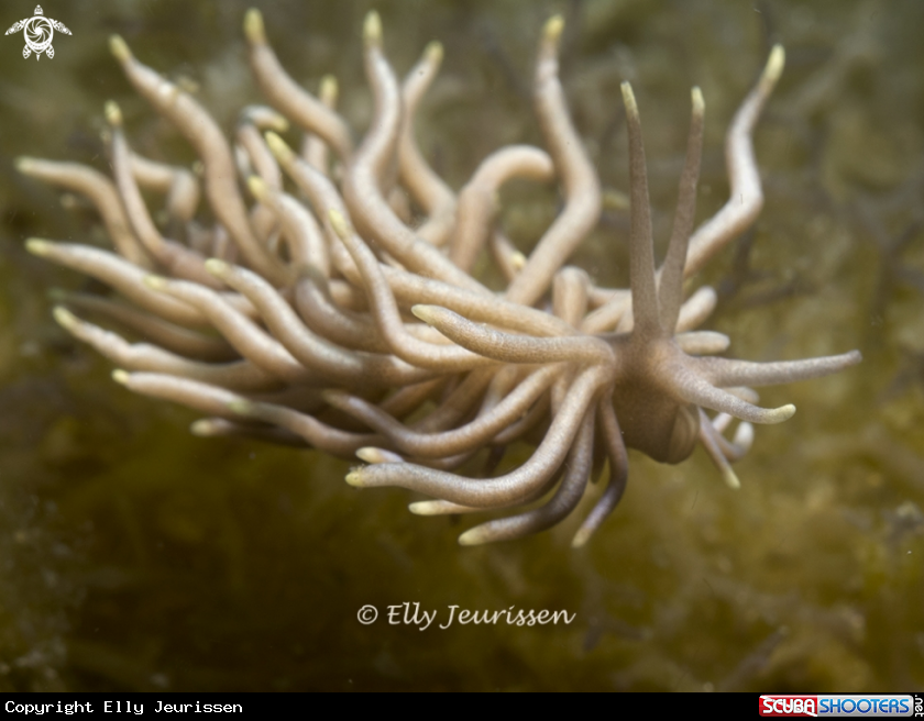 A Nudibranch