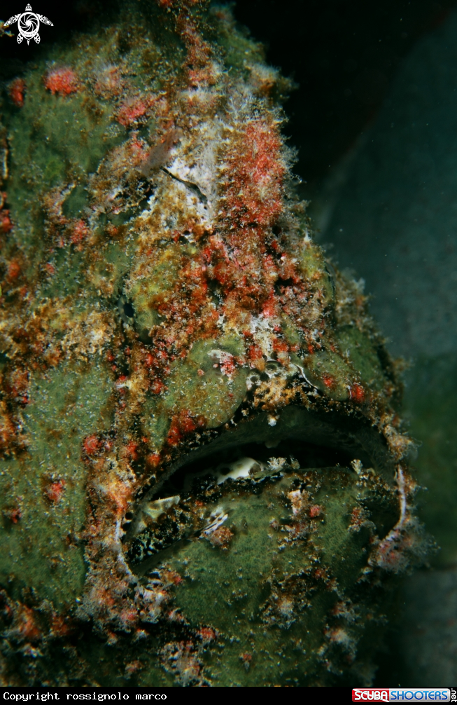 A Frog fish Giant