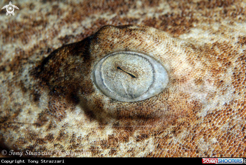 A Dwarf Ornate Wobbegong