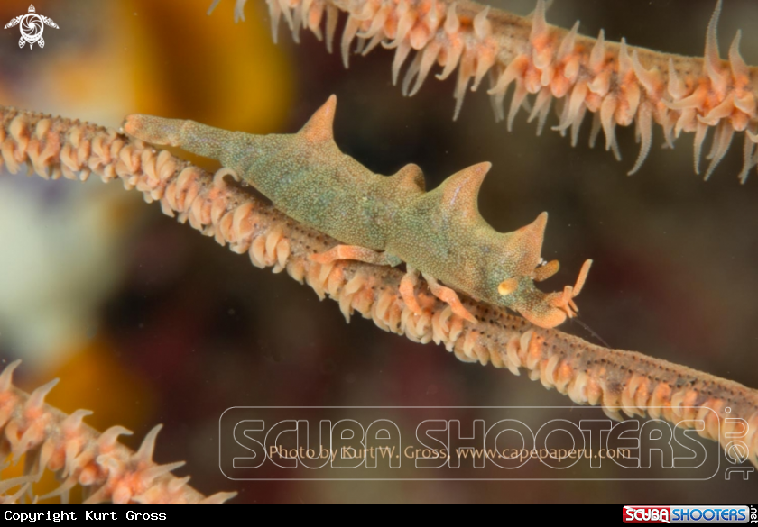 A Dragon Shrimp