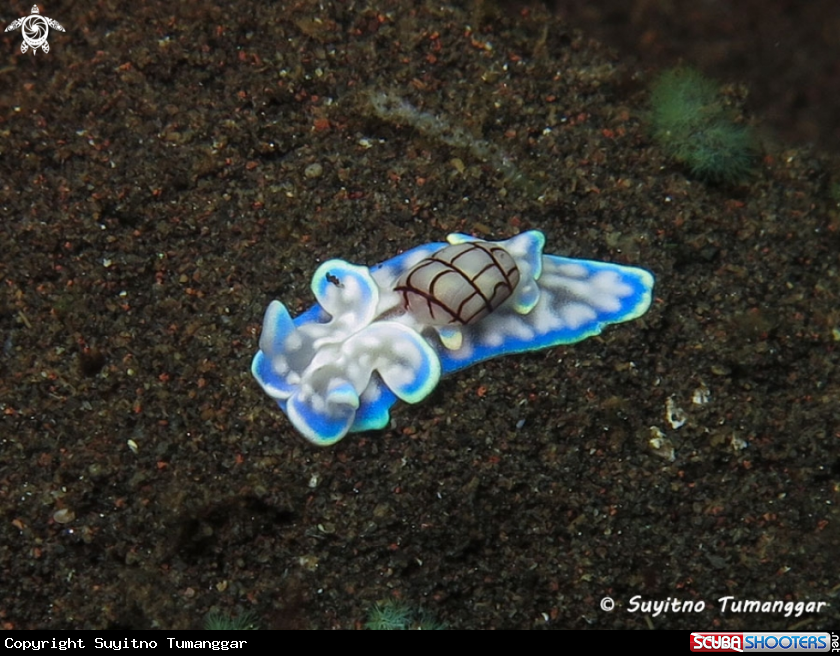 A Bubble Shell