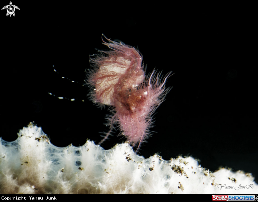A Hairy Shrimp