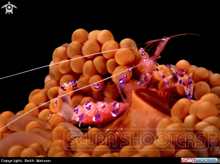 A Sarasvati Anemone Shrimp