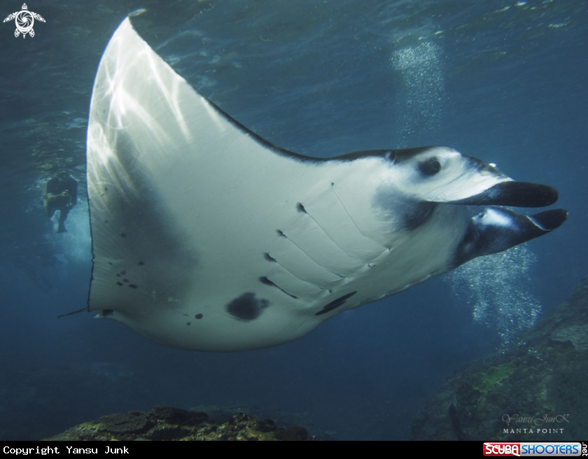 A mantaray