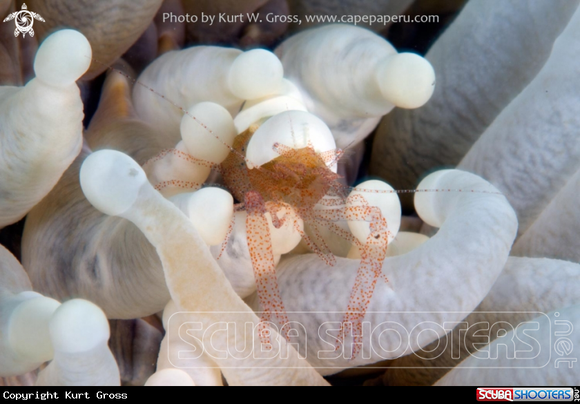A Popcorn shrimp