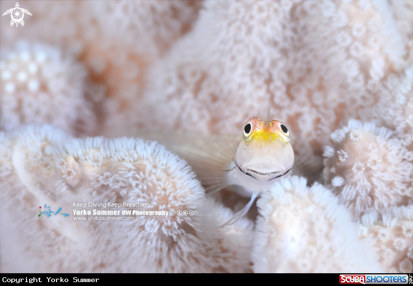 A Blenny