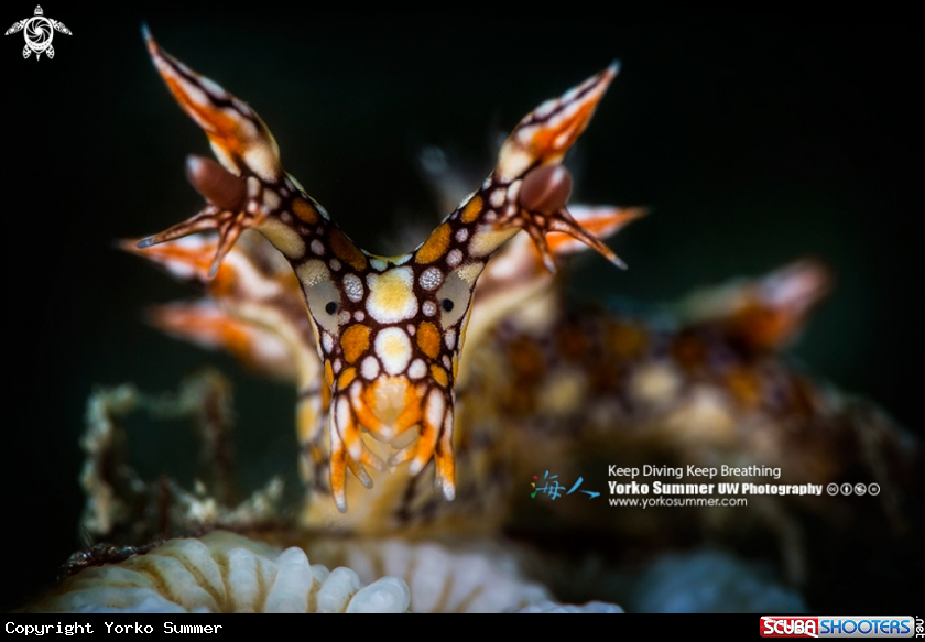 A Nudibranch