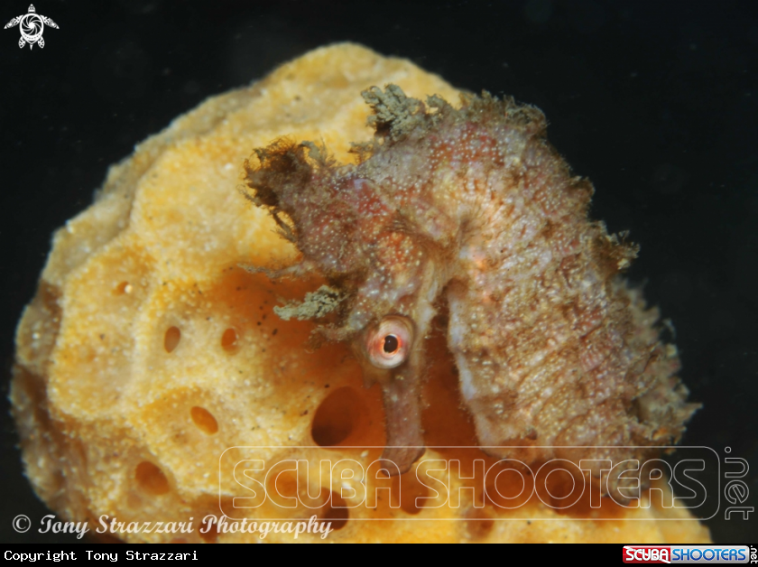 A White's seahorse