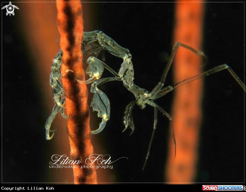 A Skeleton Shrimp
