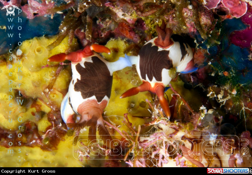 A Nudi salade