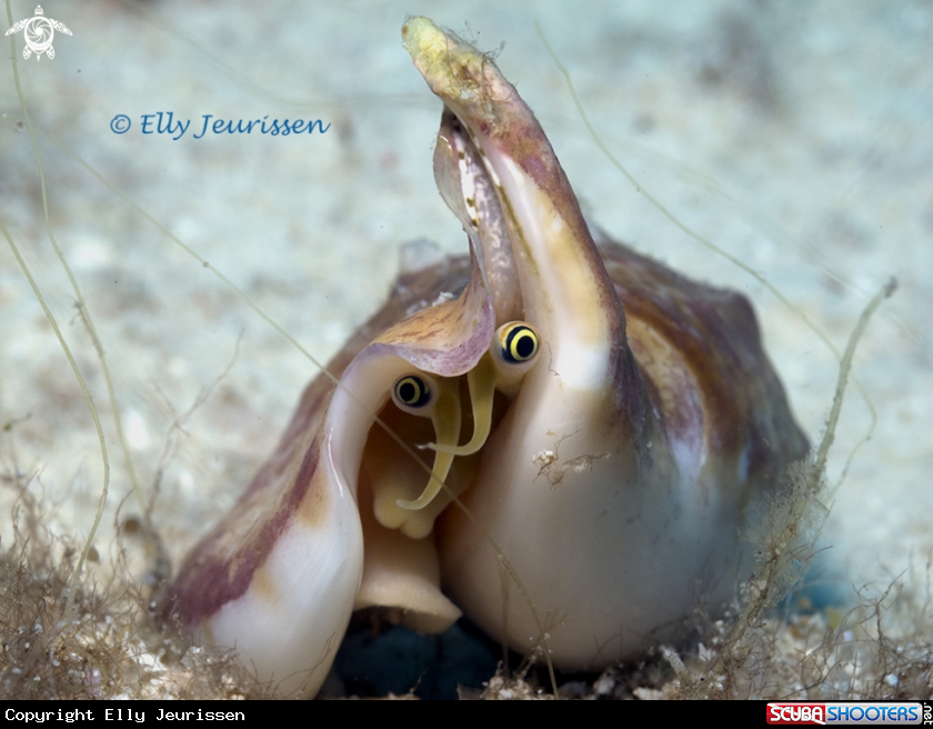 A Vomer Conch